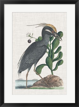 Framed Catesby Heron I Print