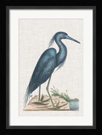 Framed Catesby Heron II Print