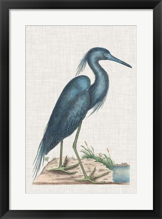 Framed Catesby Heron II Print