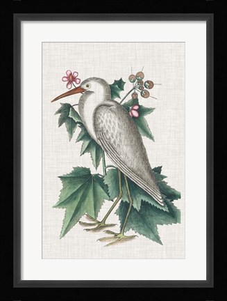 Framed Catesby Heron III Print