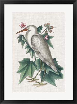 Framed Catesby Heron III Print