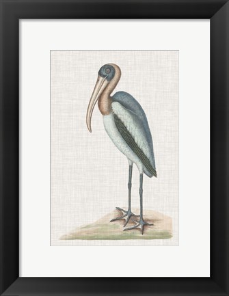 Framed Catesby Heron IV Print