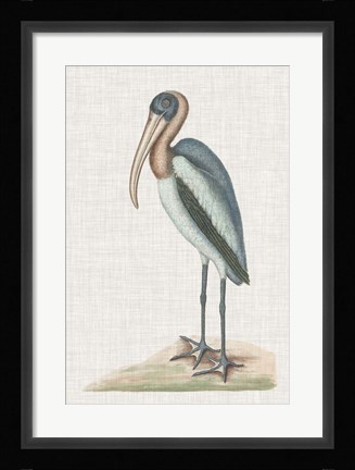 Framed Catesby Heron IV Print
