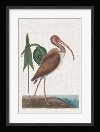 Framed Catesby Heron V Print