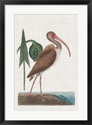 Framed Catesby Heron V Print