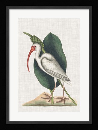 Framed Catesby Heron VI Print