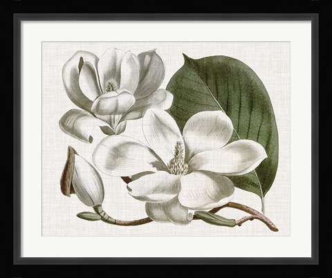 Framed Curtis Magnolia I Print