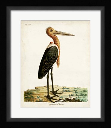 Framed Gigantic Crane Print