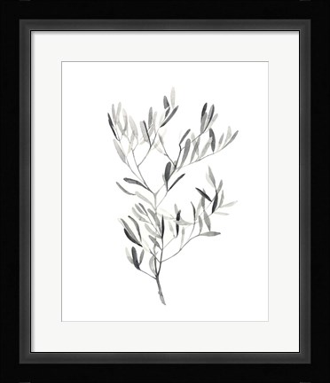 Framed Paynes Grey Botanicals IV Print