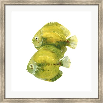 Framed Discus Fish II Print