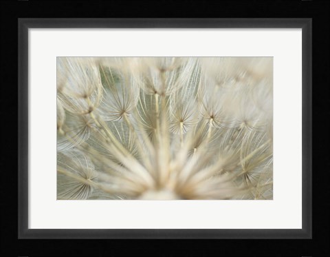 Framed Macro Dandilion IV Print