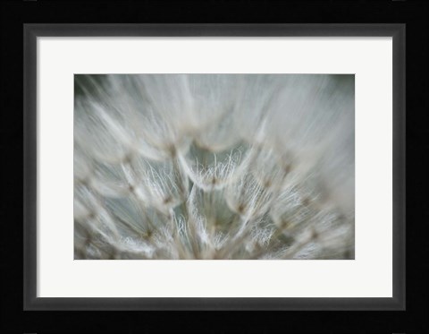 Framed Macro Dandilion V Print