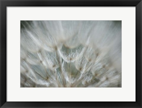Framed Macro Dandilion V Print