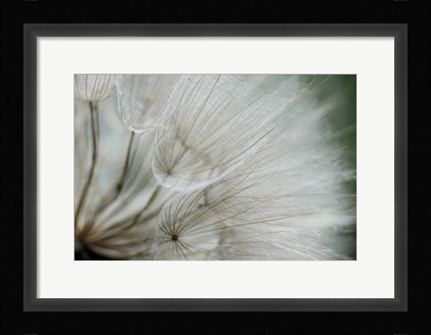 Framed Macro Dandilion VI Print