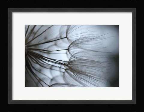 Framed Macro Dandilion X Print