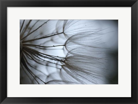 Framed Macro Dandilion X Print