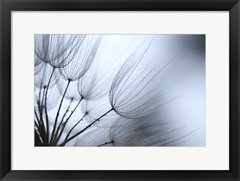 Framed Macro Dandilion XI Print