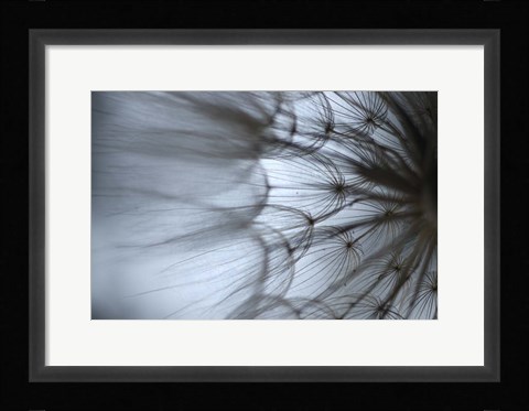 Framed Macro Dandilion XII Print