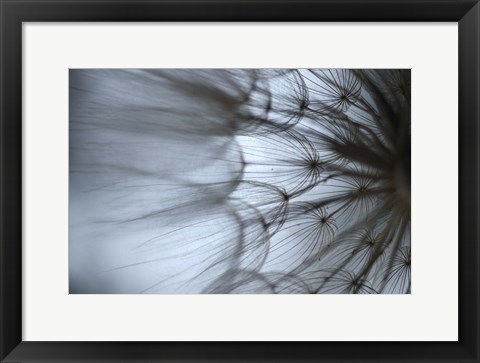 Framed Macro Dandilion XII Print