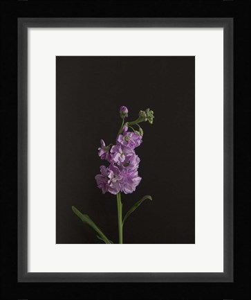 Framed Dark &amp; Dreamy I Print
