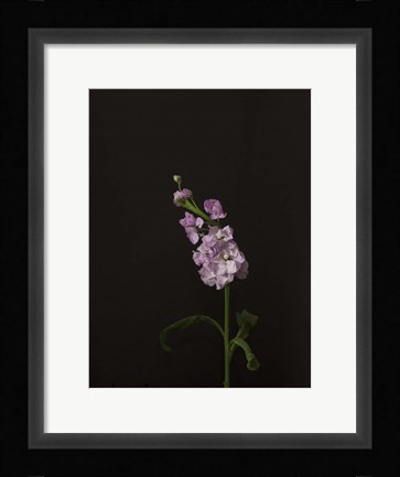 Framed Dark &amp; Dreamy III Print