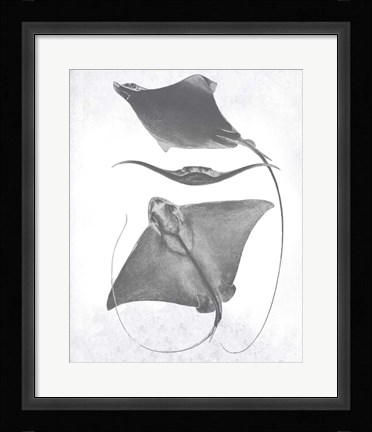 Framed Grey-Scale Stingrays III Print