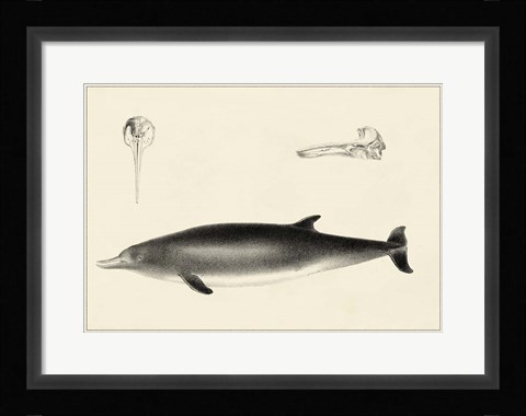 Framed Antique Dolphin Study I Print