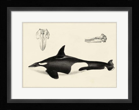 Framed Antique Whale Study I Print