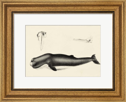 Framed Antique Whale Study II Print