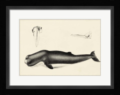 Framed Antique Whale Study II Print
