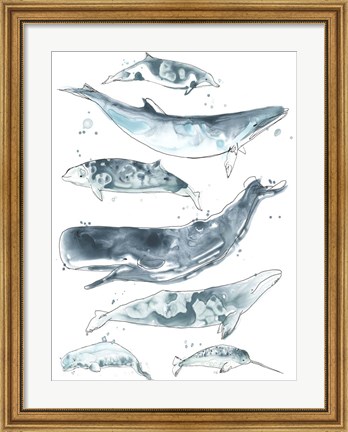 Framed Cetacea II Print