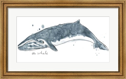 Framed Cetacea Sei Whale Print