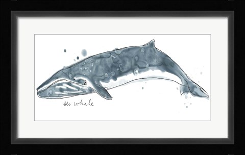 Framed Cetacea Sei Whale Print