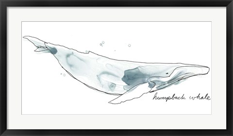 Framed Cetacea Humpback Print