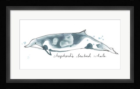 Framed Cetacea Shepherd's Beak Whale Print