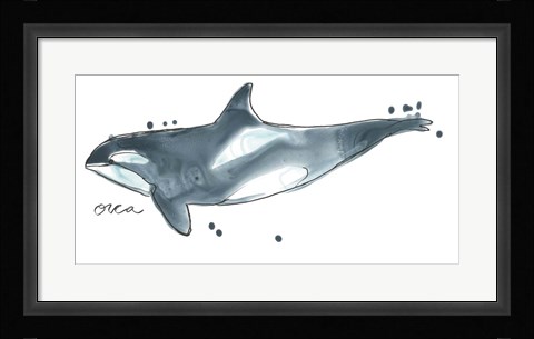 Framed Cetacea Orca Whale Print