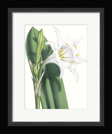 Framed Floral Beauty I Print
