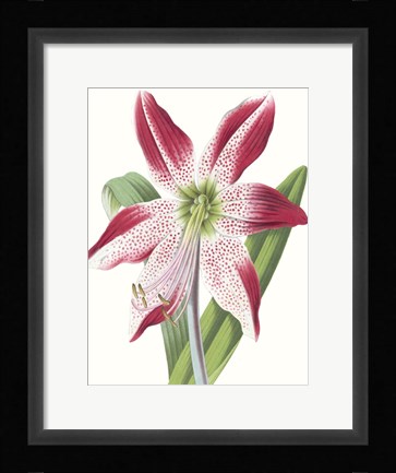 Framed Floral Beauty II Print