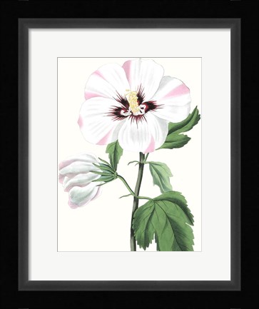 Framed Floral Beauty III Print