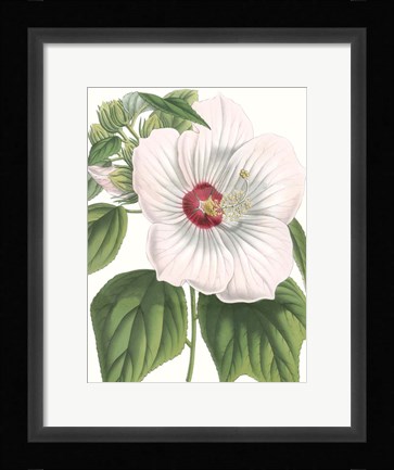 Framed Floral Beauty IV Print