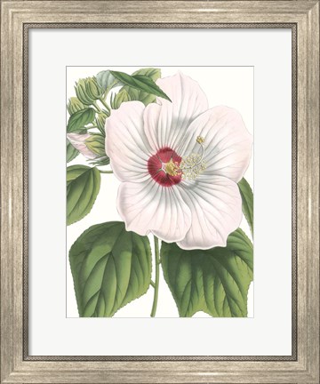 Framed Floral Beauty IV Print