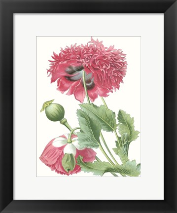 Framed Floral Beauty V Print