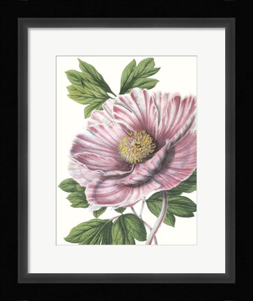 Framed Floral Beauty VI Print