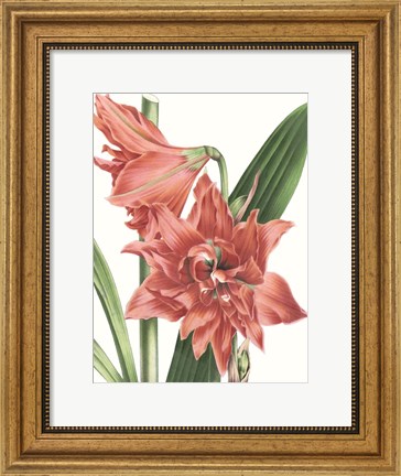Framed Floral Beauty VII Print