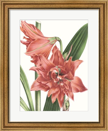 Framed Floral Beauty VII Print