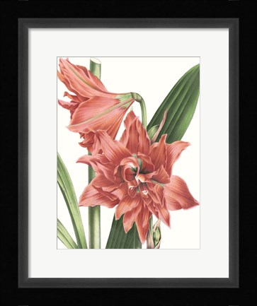 Framed Floral Beauty VII Print