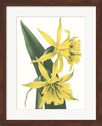 Framed Floral Beauty VIII Print
