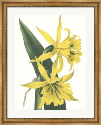 Framed Floral Beauty VIII Print