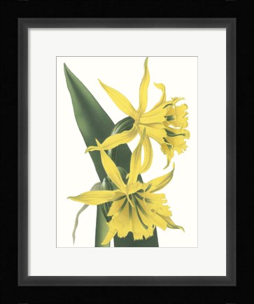 Framed Floral Beauty VIII Print