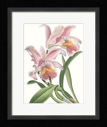 Framed Floral Beauty IX Print